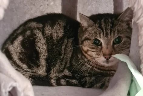 Naira, female mixed breed for adoption at Tierheim u. Tierschutzverein Kreis Ahrweiler e.V. / Tierheim Remagen.