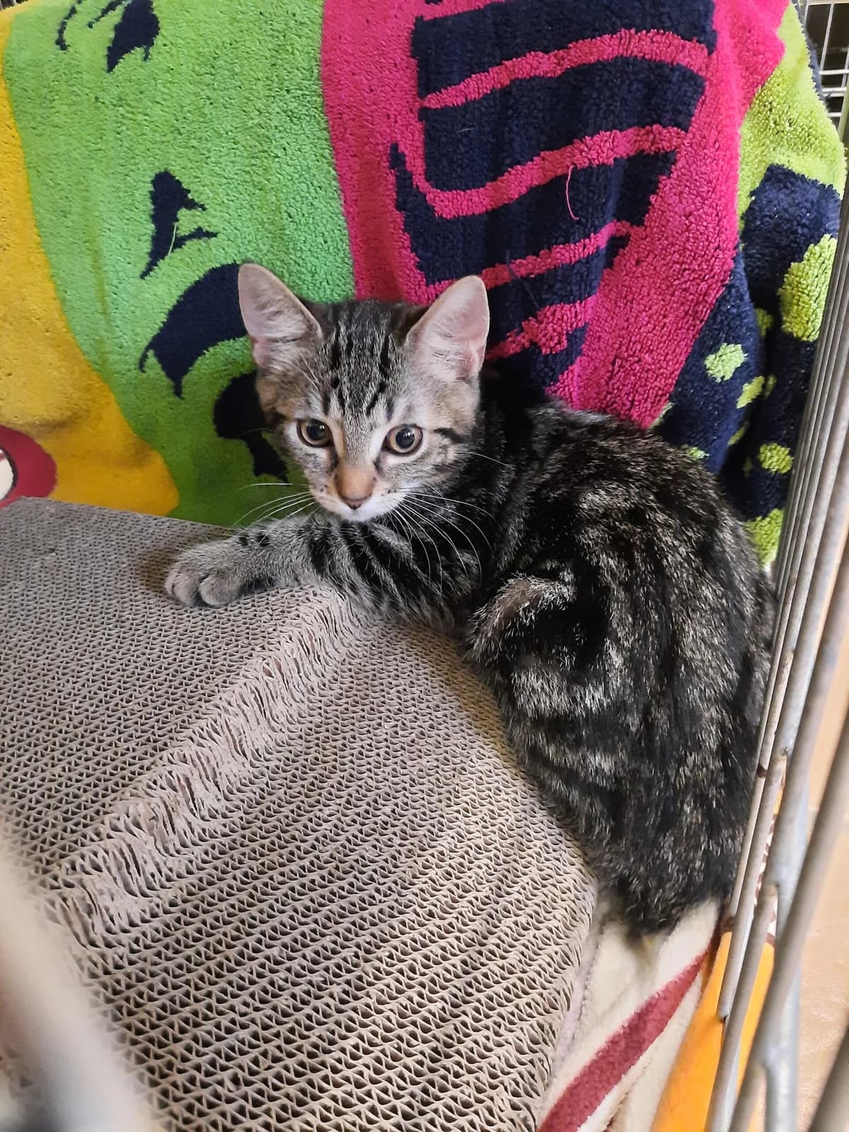 Orea, female mixed breed for adoption at Tierheim u. Tierschutzverein Kreis Ahrweiler e.V. / Tierheim Remagen.