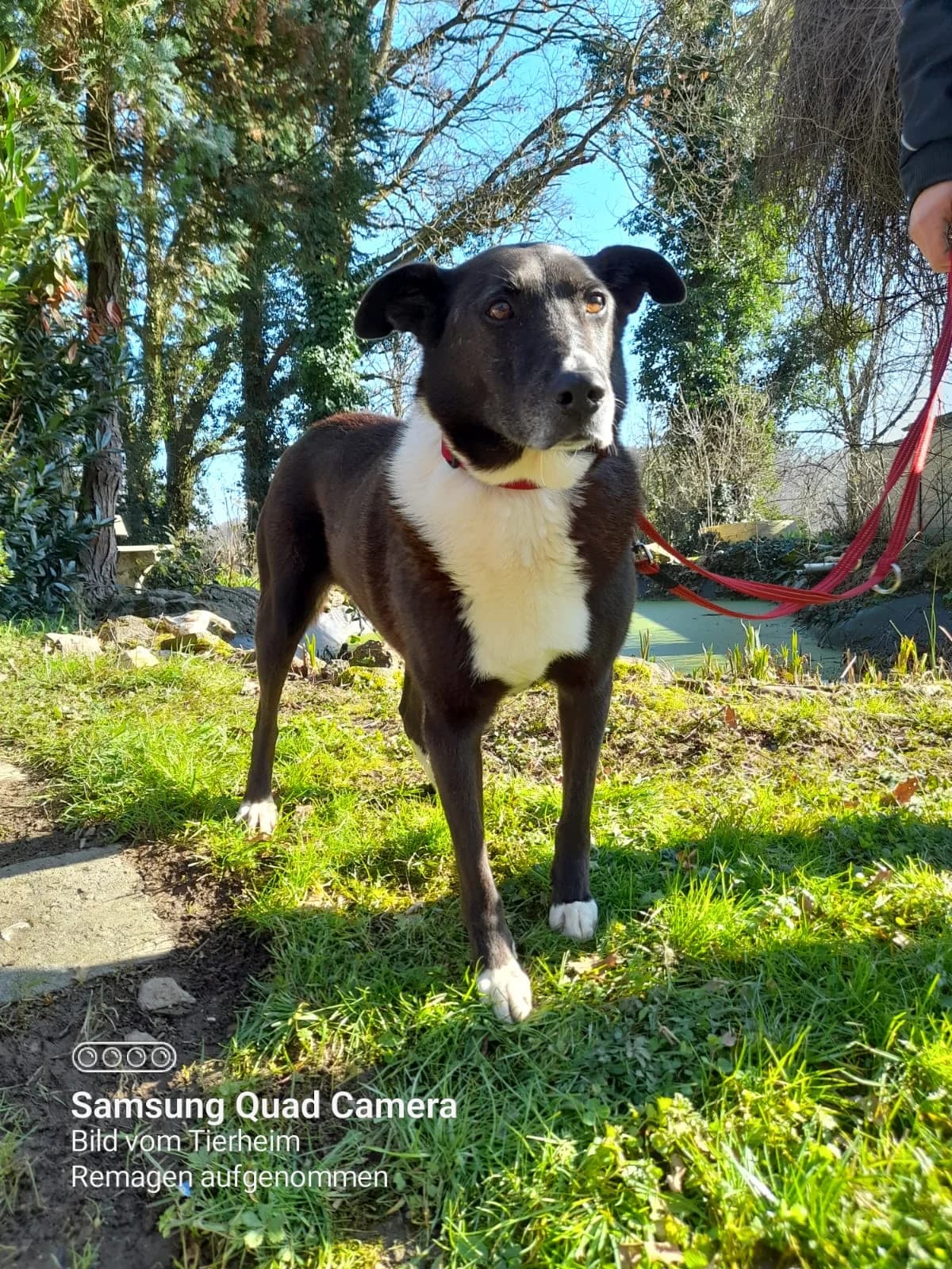 Paco, male Mixed Breed for adoption at Tierheim u. Tierschutzverein Kreis Ahrweiler e.V. / Tierheim Remagen.