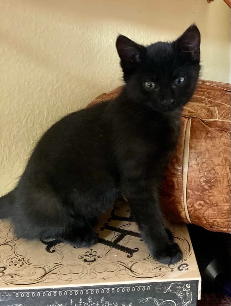 Pepper, male mixed breed for adoption at Tierheim u. Tierschutzverein Kreis Ahrweiler e.V. / Tierheim Remagen.