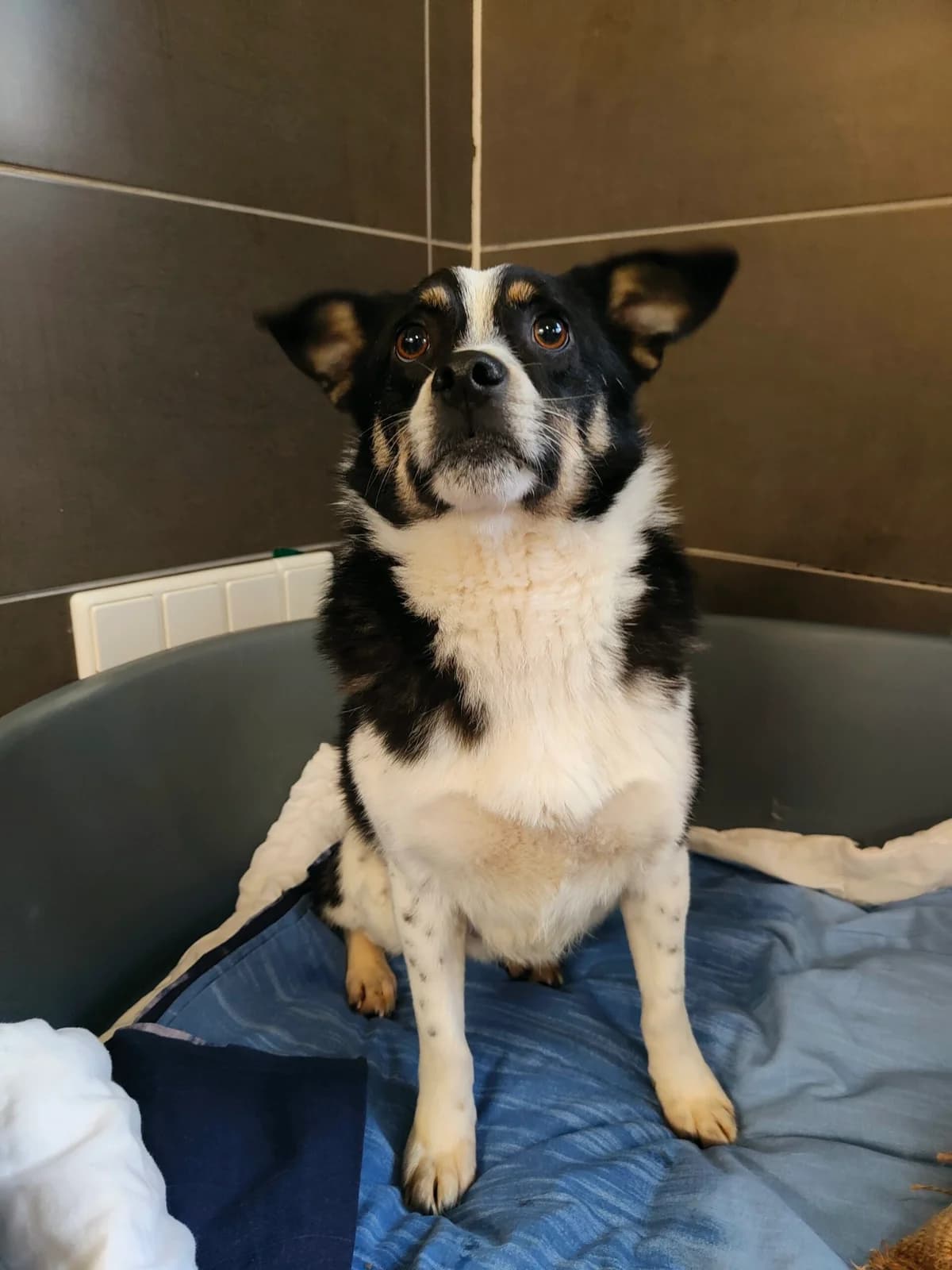 Pirlo, male Mixed Breed for adoption at Tierheim u. Tierschutzverein Kreis Ahrweiler e.V. / Tierheim Remagen.