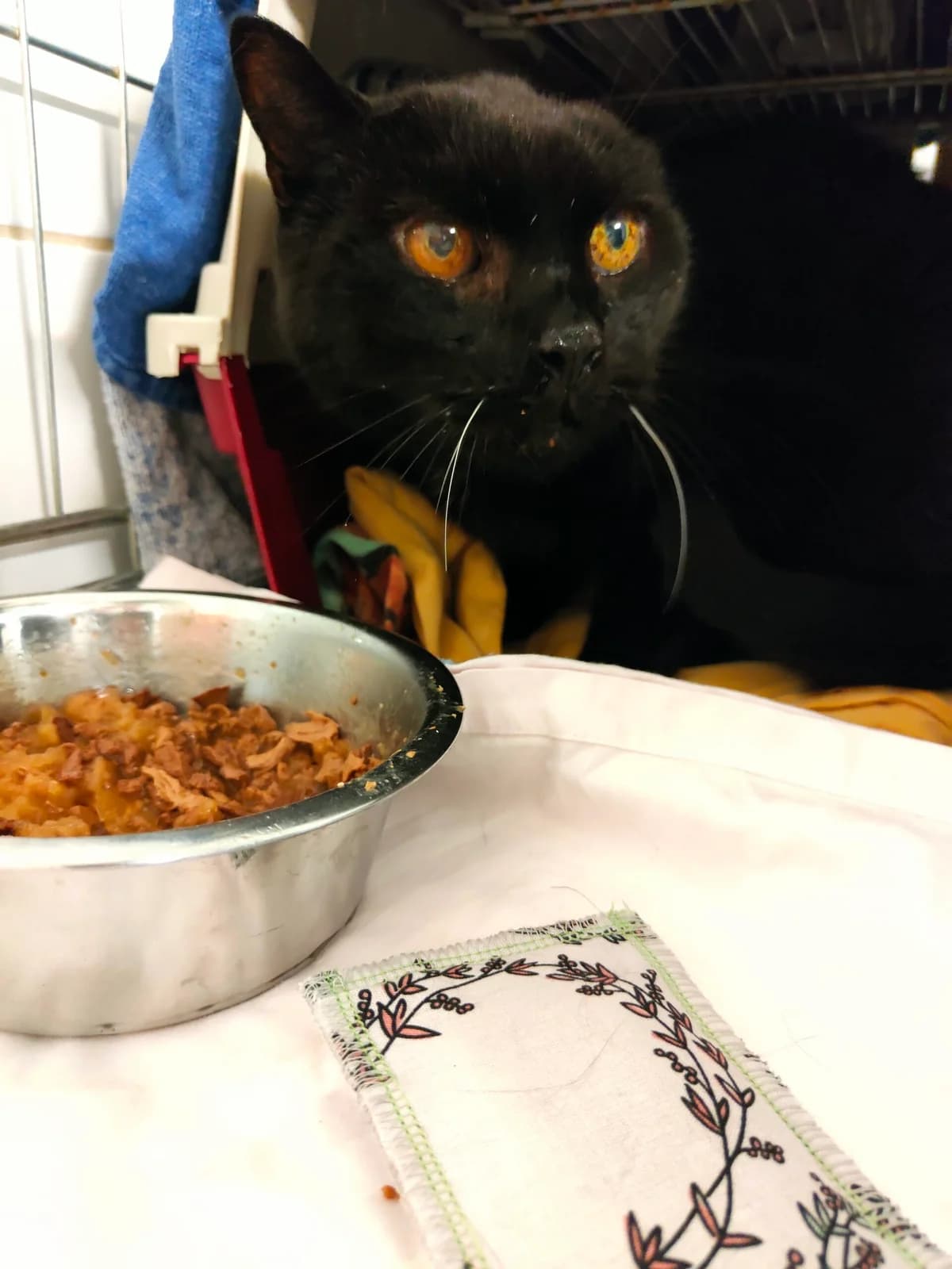 Petro, male mixed breed for adoption at Tierheim u. Tierschutzverein Kreis Ahrweiler e.V. / Tierheim Remagen.