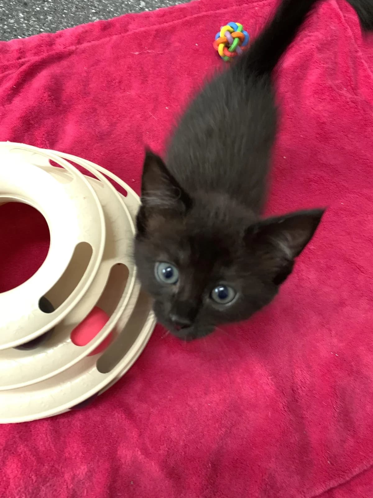 Poppy, female mixed breed for adoption at Tierheim u. Tierschutzverein Kreis Ahrweiler e.V. / Tierheim Remagen.