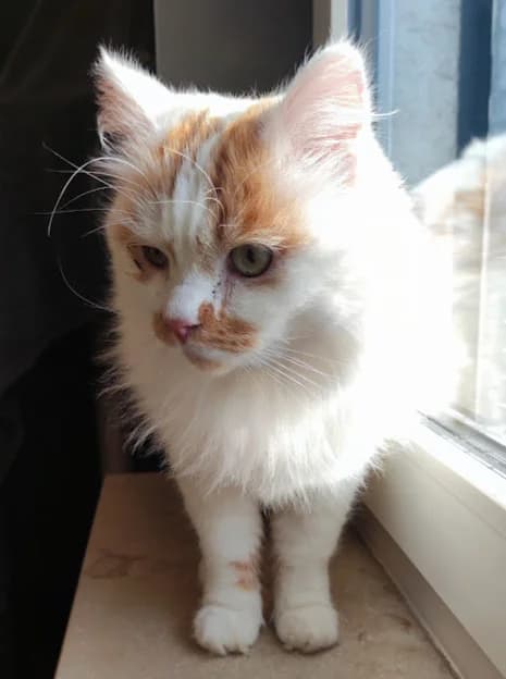 Picasso, male Maine Coon for adoption at Tierheim u. Tierschutzverein Kreis Ahrweiler e.V. / Tierheim Remagen.