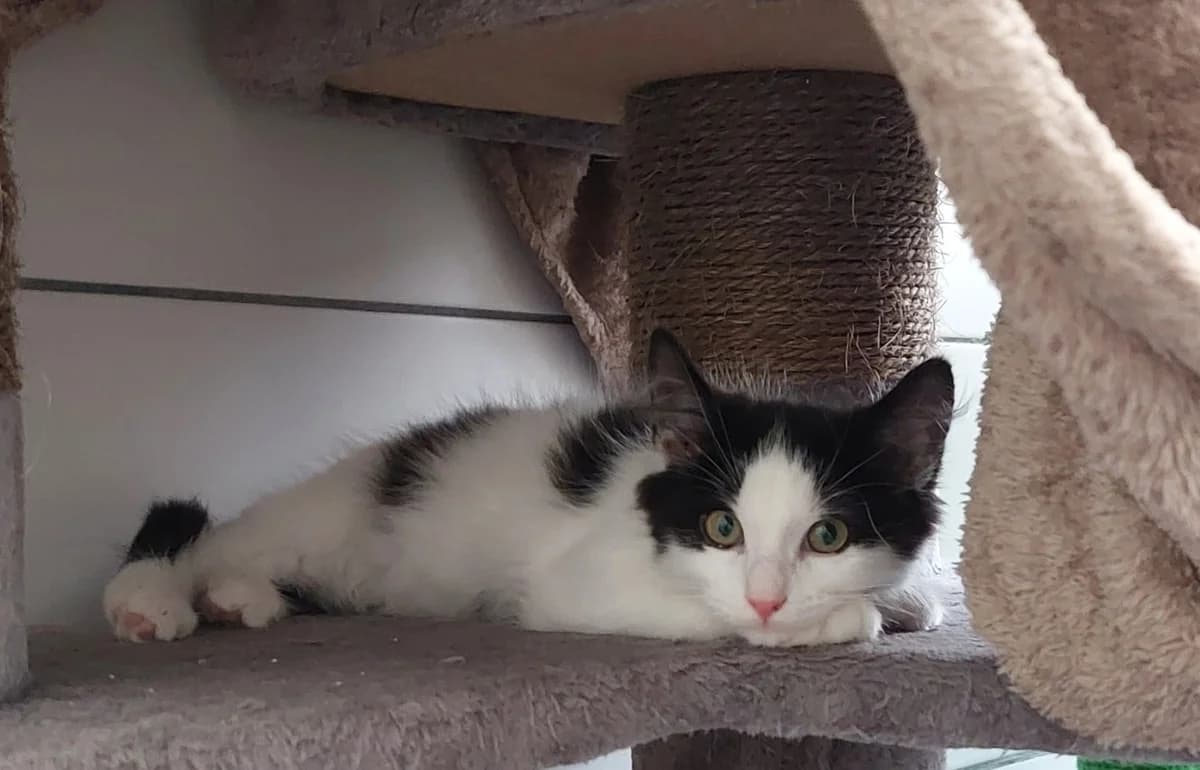 Ping, male mixed breed for adoption at Tierheim u. Tierschutzverein Kreis Ahrweiler e.V. / Tierheim Remagen.