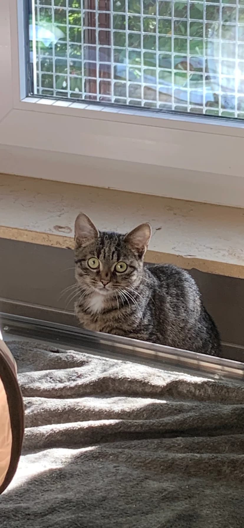 Puck, male mixed breed for adoption at Tierheim u. Tierschutzverein Kreis Ahrweiler e.V. / Tierheim Remagen.