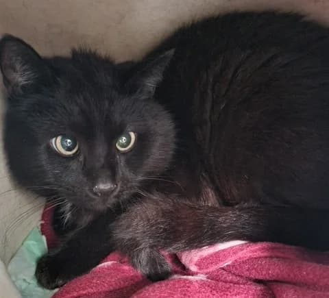 Quinn, male mixed breed for adoption at Tierheim u. Tierschutzverein Kreis Ahrweiler e.V. / Tierheim Remagen.