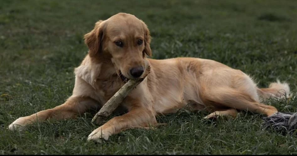 Ronja, female 3yo Golden Retriever for adoption at Tierheim u. Tierschutzverein Kreis Ahrweiler e.V. / Tierheim Remagen., Remagen