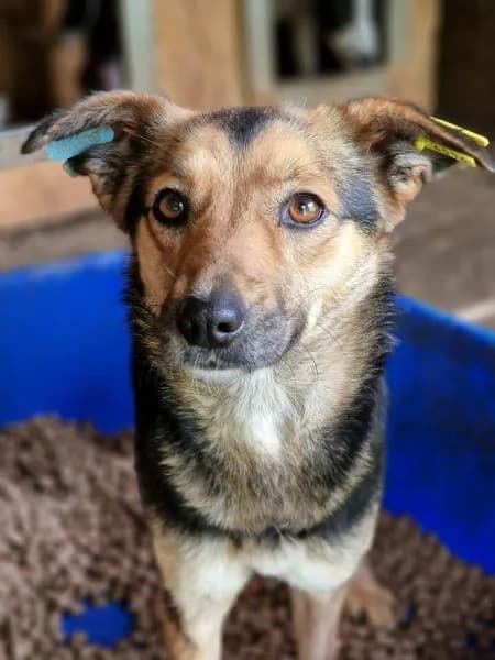 Schmusi, female 5yo Mixed Breed for adoption at Tierheim u. Tierschutzverein Kreis Ahrweiler e.V. / Tierheim Remagen., Remagen
