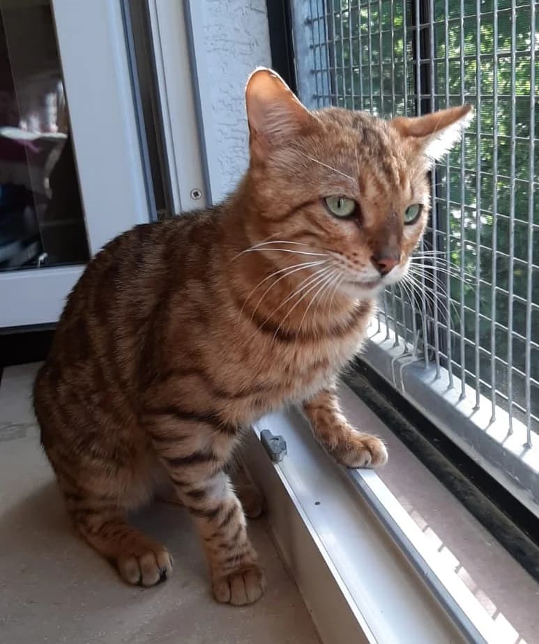Scotch, male 6yo Bengal for adoption at Tierheim u. Tierschutzverein Kreis Ahrweiler e.V. / Tierheim Remagen.