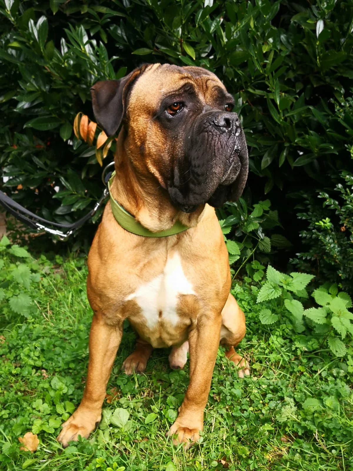 Sheriff, male senior Bullmastiff for adoption at Tierheim u. Tierschutzverein Kreis Ahrweiler e.V. / Tierheim Remagen., Remagen