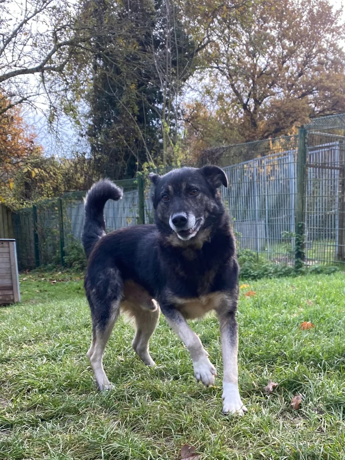 Sterling, male senior Mixed Breed for adoption at Tierheim u. Tierschutzverein Kreis Ahrweiler e.V. / Tierheim Remagen., Remagen