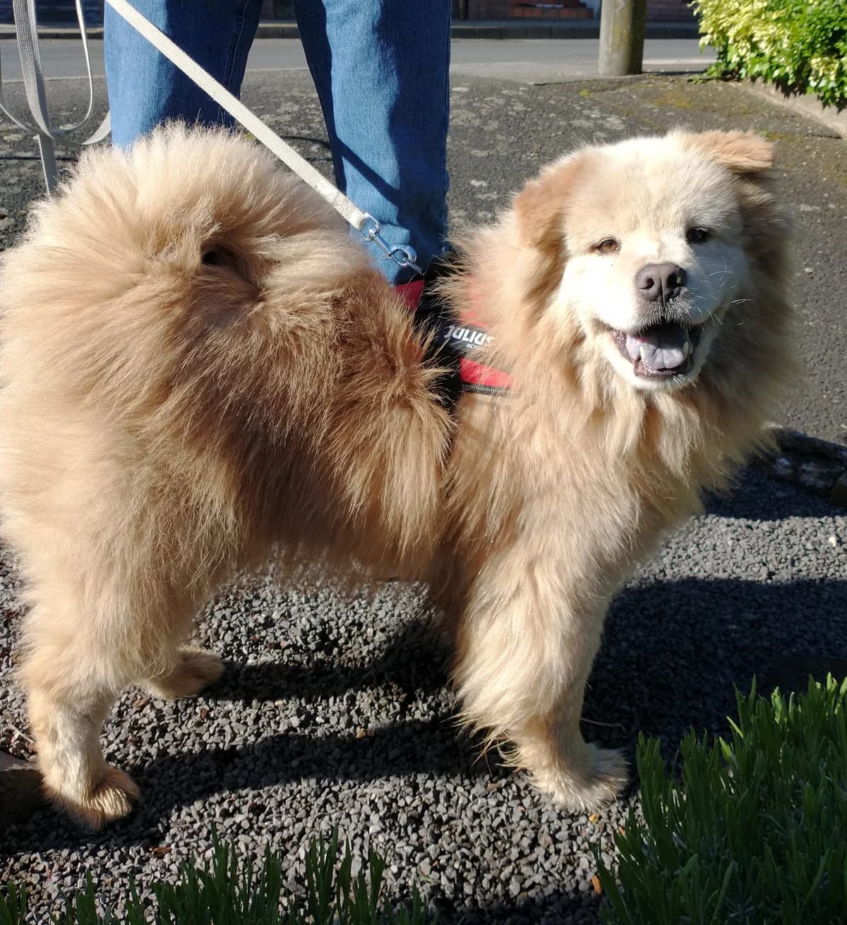 Teddy, male senior mixed breed for adoption at Tierheim u. Tierschutzverein Kreis Ahrweiler e.V. / Tierheim Remagen., Remagen