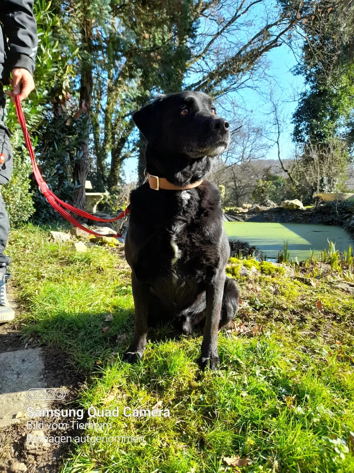 Tobias, male senior Labrador Retriever for adoption at Tierheim u. Tierschutzverein Kreis Ahrweiler e.V. / Tierheim Remagen.