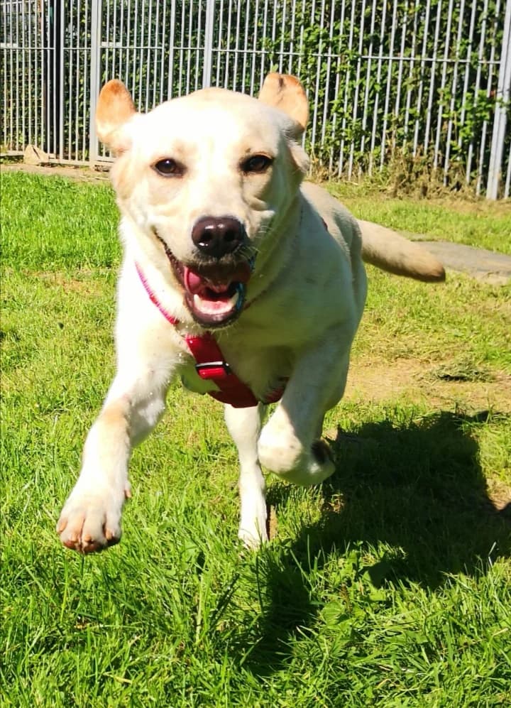 Tilly, female 5yo Labrador Retriever for adoption at Tierheim u. Tierschutzverein Kreis Ahrweiler e.V. / Tierheim Remagen.