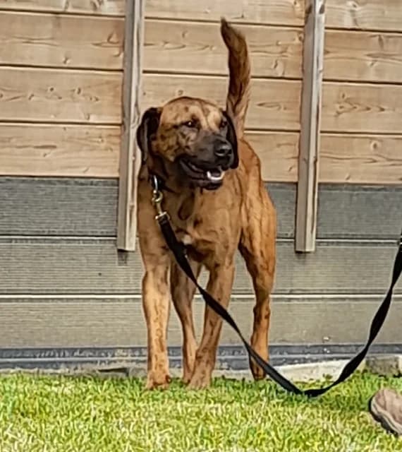 Zeus, male 7yo mixed breed for adoption at Tierheim u. Tierschutzverein Kreis Ahrweiler e.V. / Tierheim Remagen., Remagen