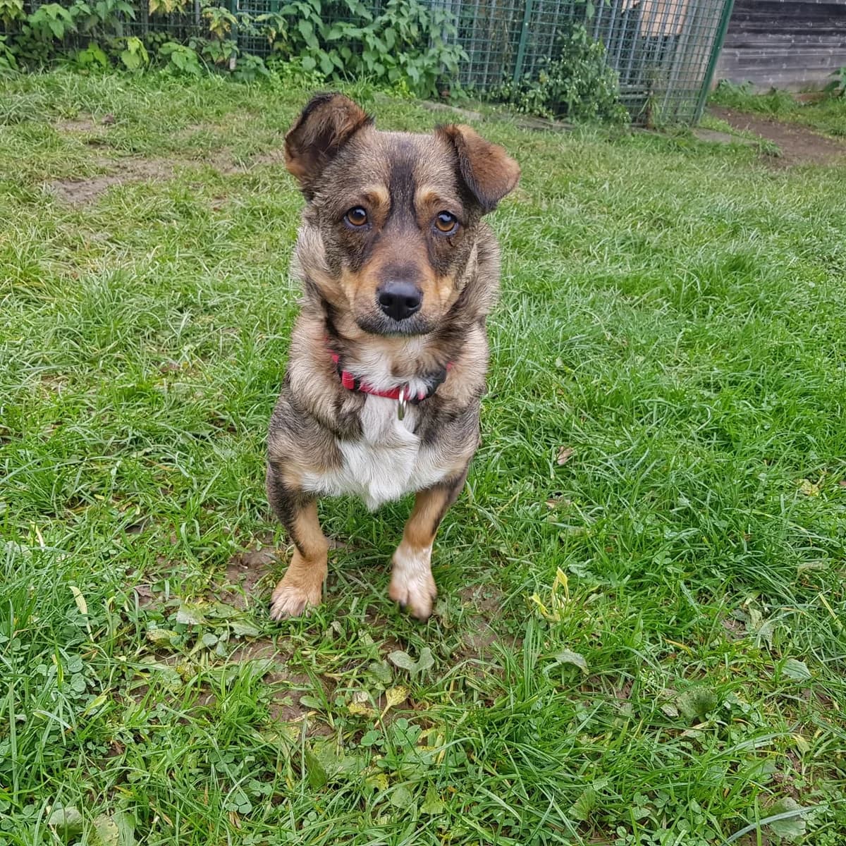 Zissy, female 7yo Mixed Breed for adoption at Tierheim u. Tierschutzverein Kreis Ahrweiler e.V. / Tierheim Remagen.