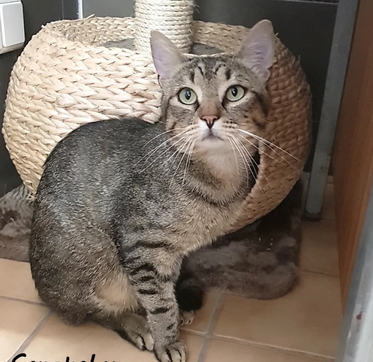 Scratchy, male young European Shorthair for adoption at Tierheim u. Tierschutzverein Kreis Ahrweiler e.V. / Tierheim Remagen.