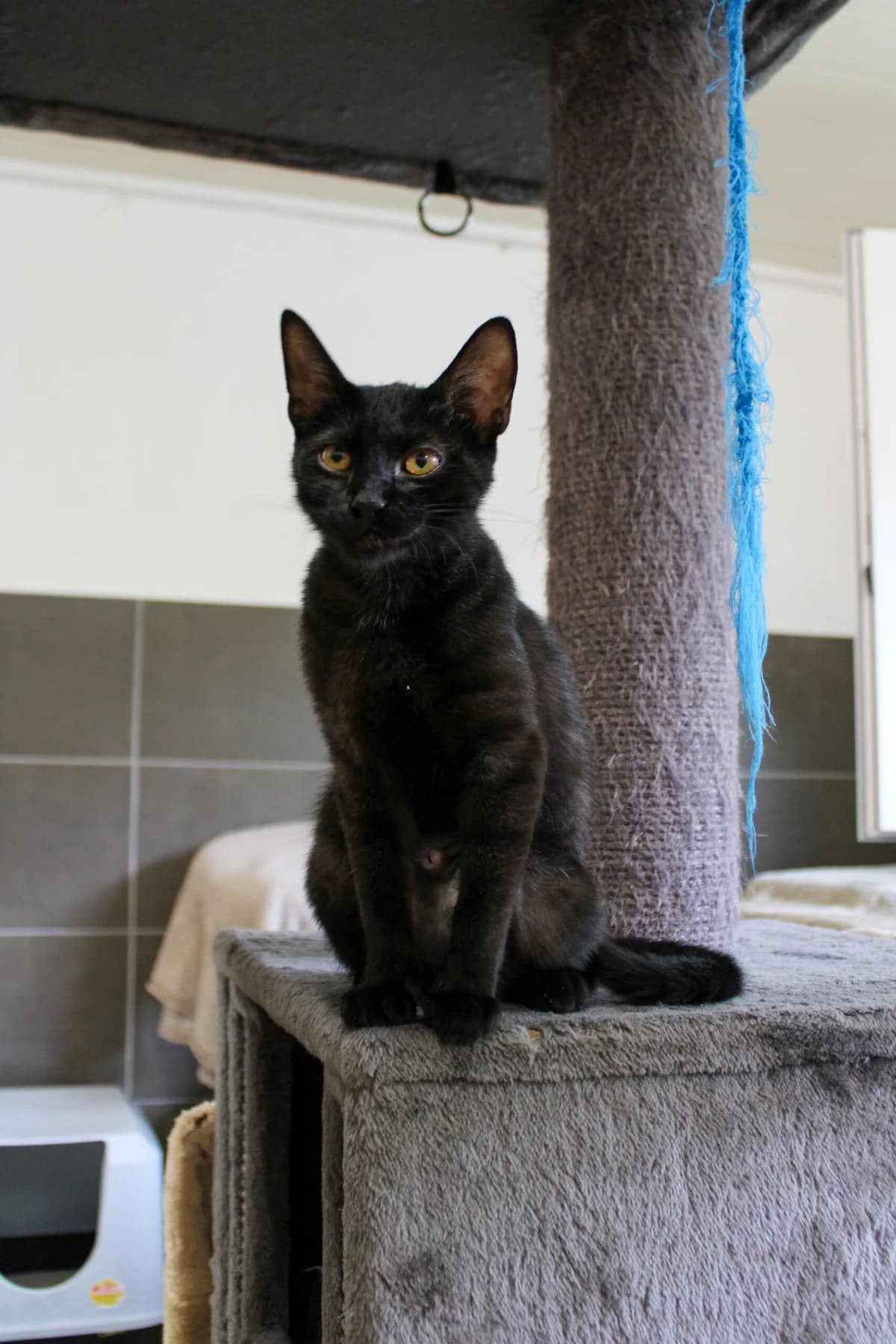 Cinder, female young European Shorthair for adoption at Tierheim u. Tierschutzverein Kreis Ahrweiler e.V. / Tierheim Remagen.