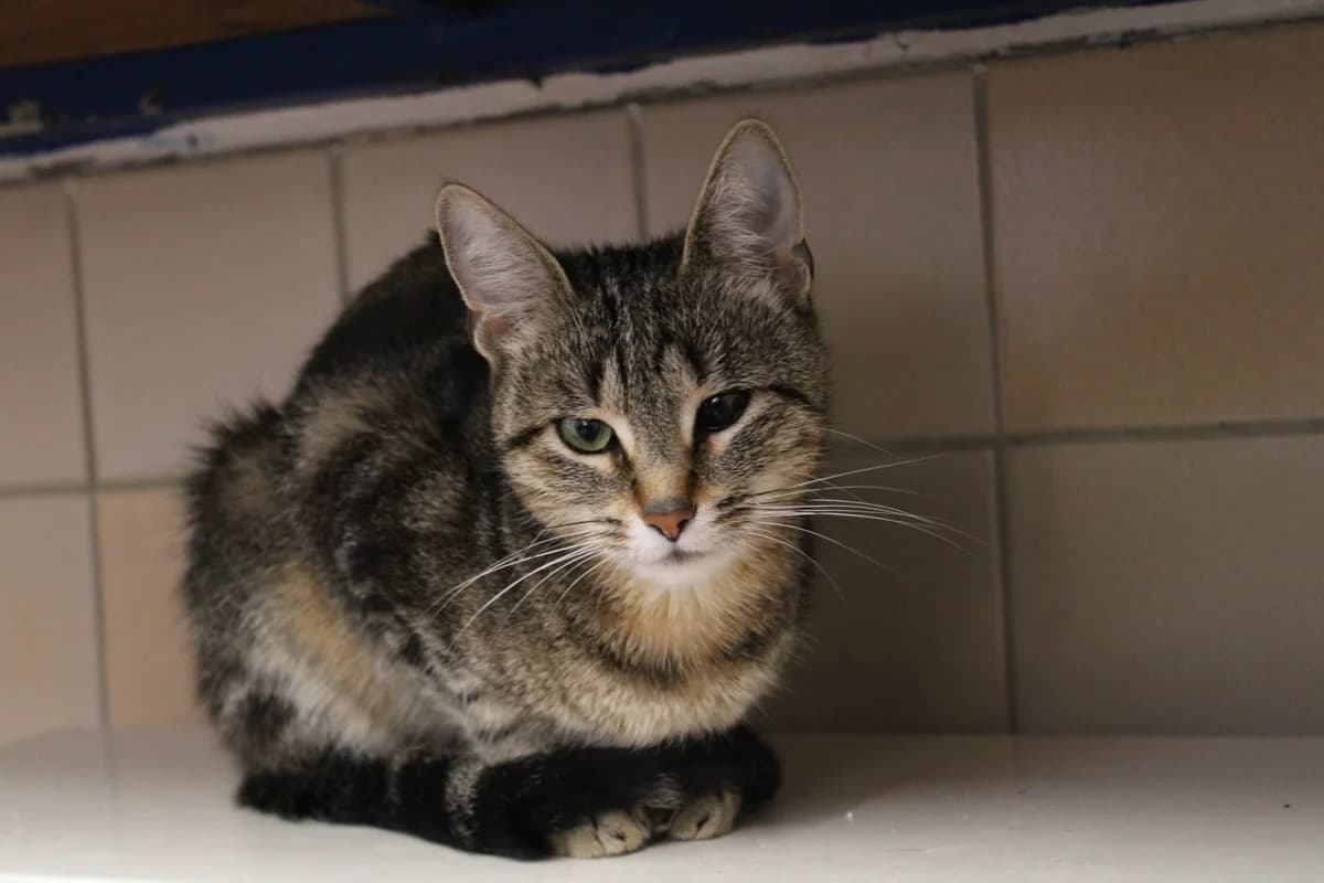 Mimi, female 3yo European Shorthair for adoption at Tierheim u. Tierschutzverein Kreis Ahrweiler e.V. / Tierheim Remagen.