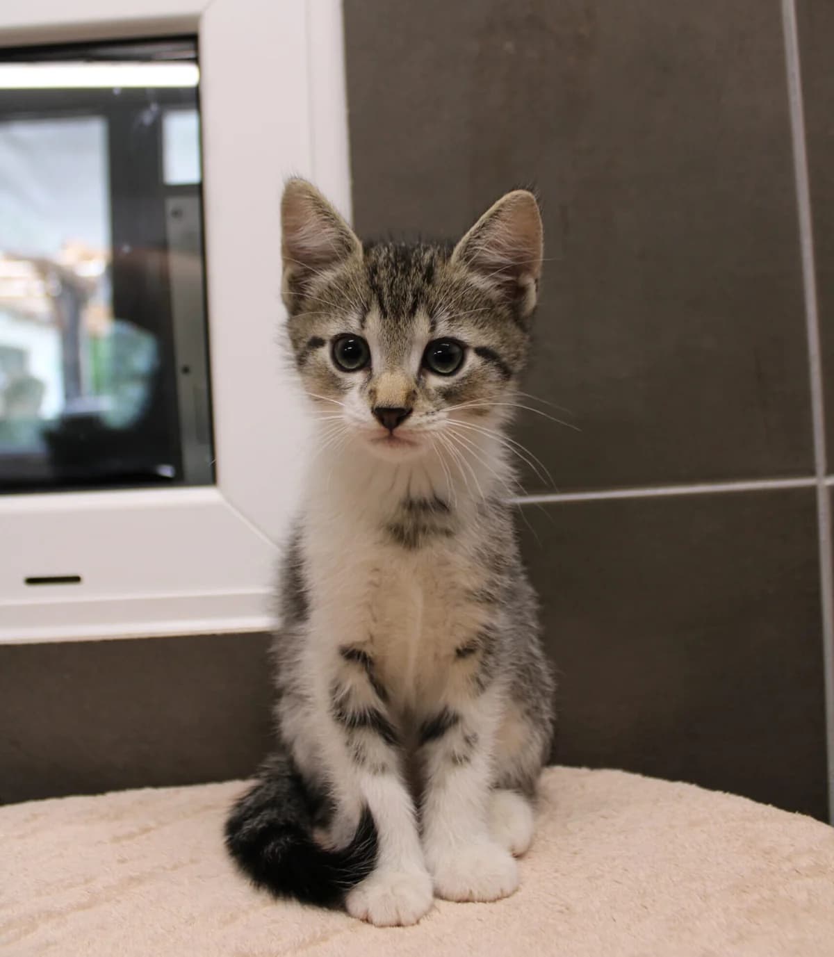 Findus, male young European Shorthair for adoption at Tierheim u. Tierschutzverein Kreis Ahrweiler e.V. / Tierheim Remagen., Remagen
