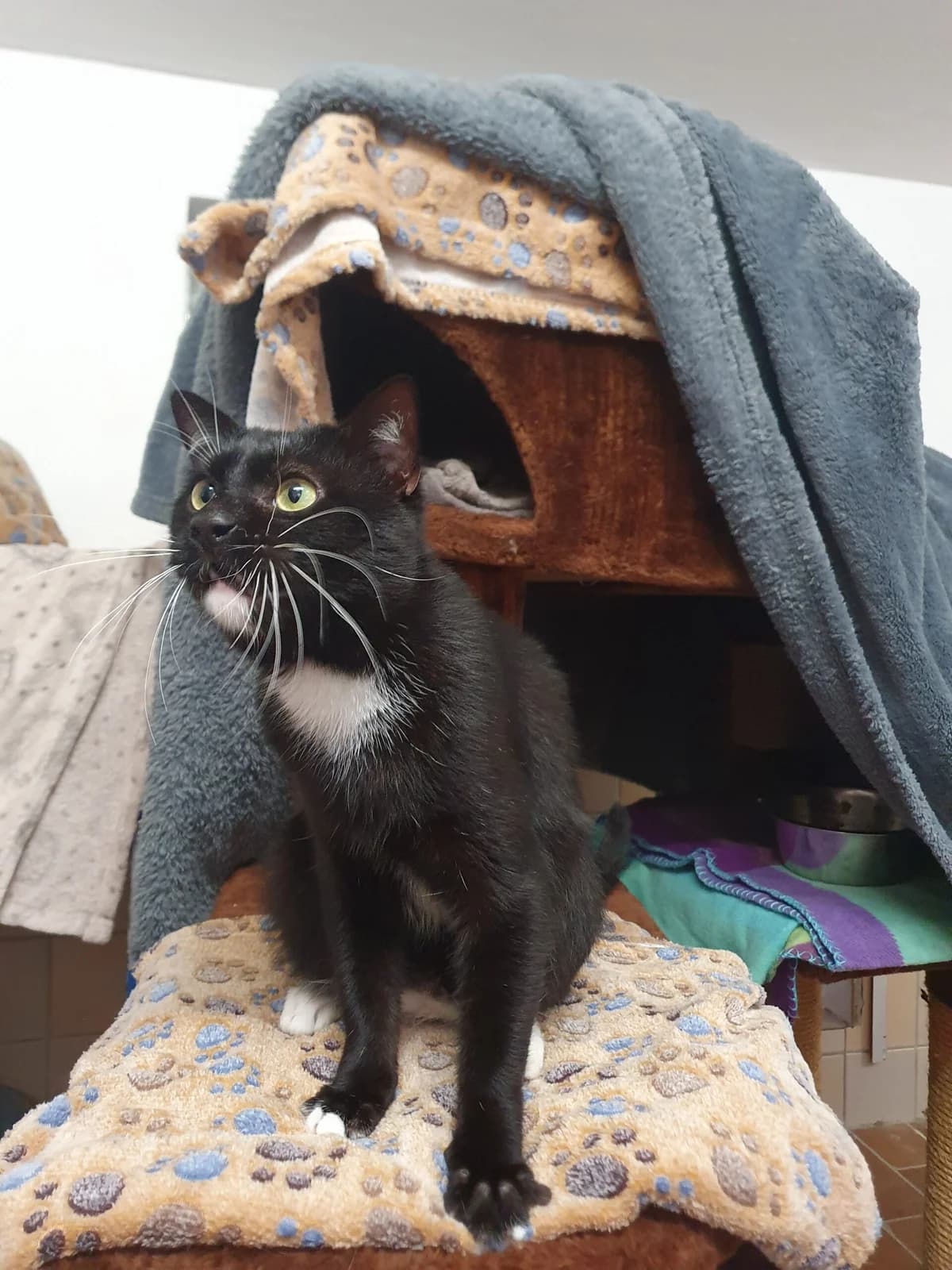 Franz, male 5yo European Shorthair for adoption at Tierheim u. Tierschutzverein Kreis Ahrweiler e.V. / Tierheim Remagen., Remagen