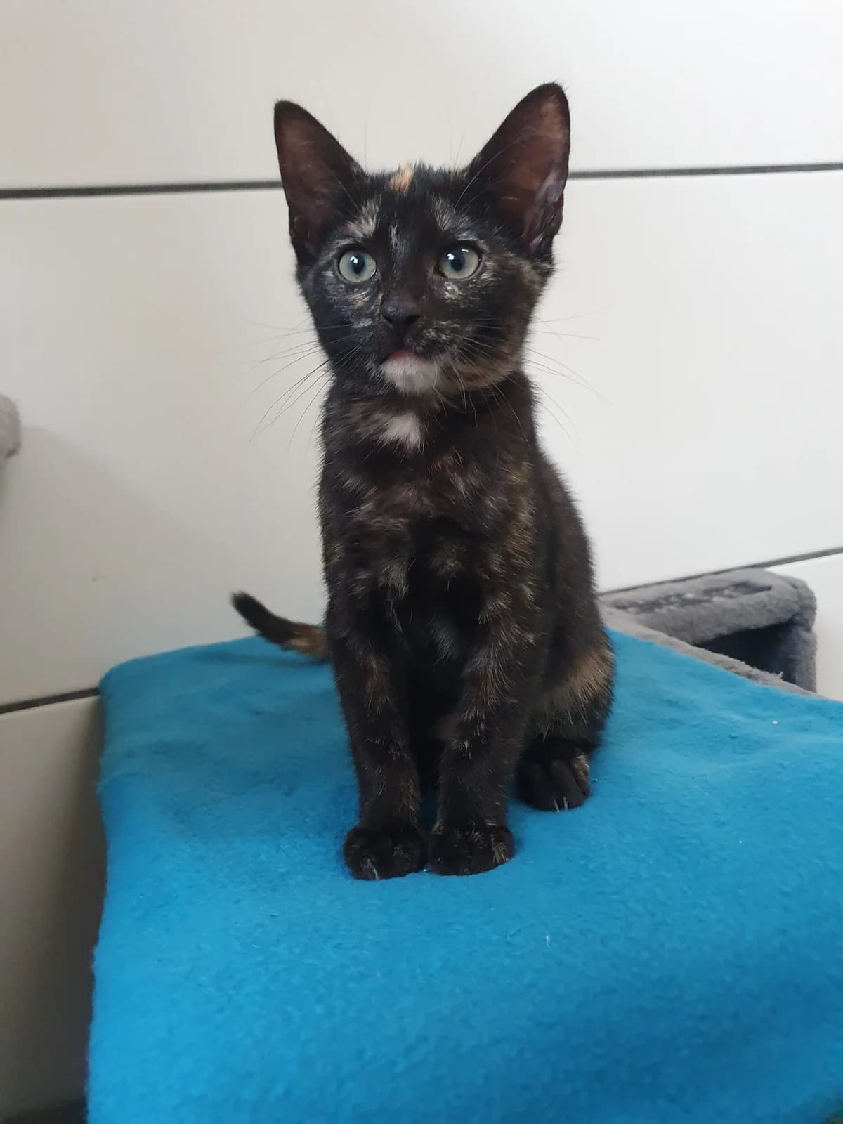 Callie, female young European Shorthair for adoption at Tierheim u. Tierschutzverein Kreis Ahrweiler e.V. / Tierheim Remagen., Remagen