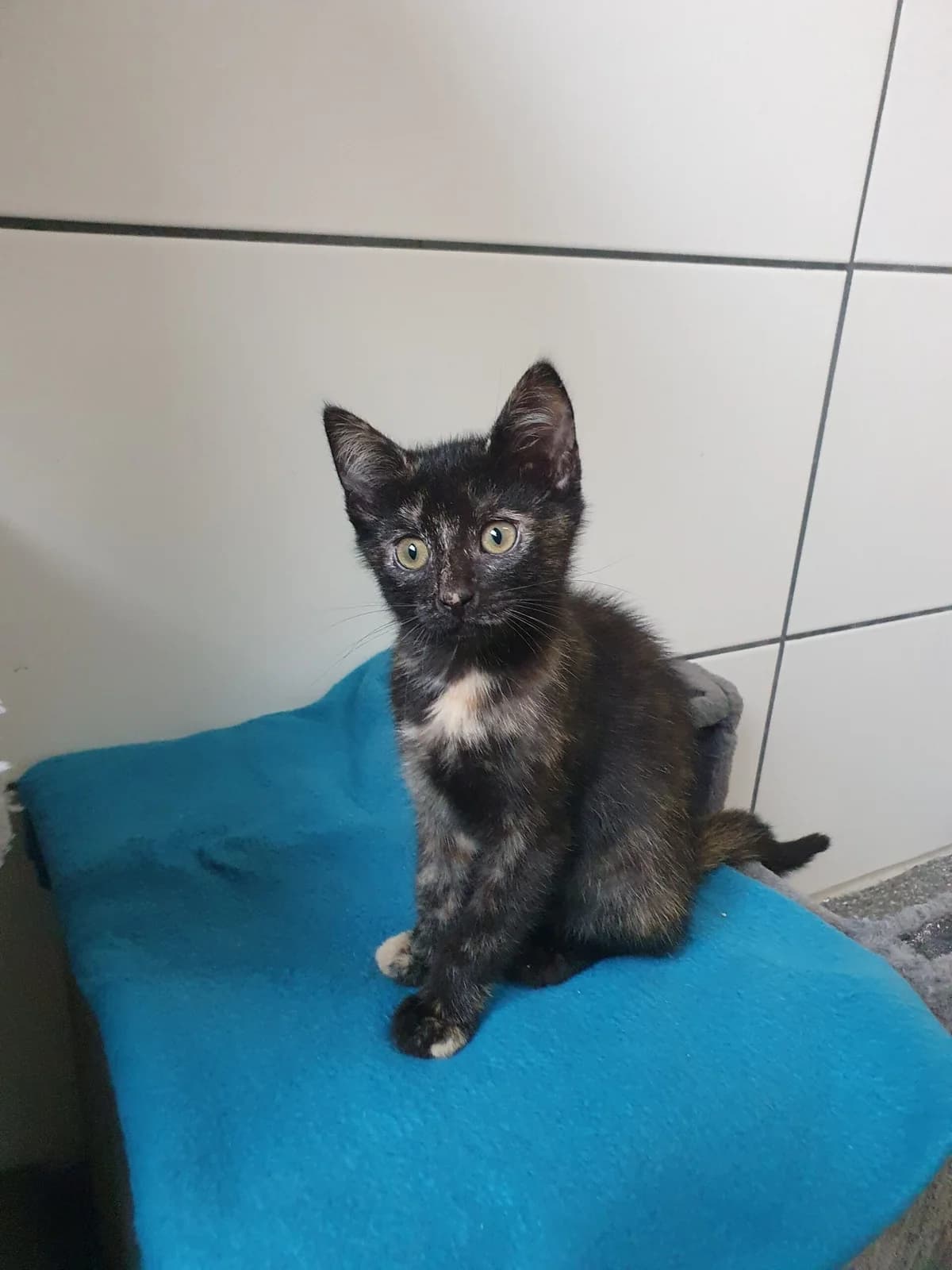 Arizona, female young European Shorthair for adoption at Tierheim u. Tierschutzverein Kreis Ahrweiler e.V. / Tierheim Remagen., Remagen