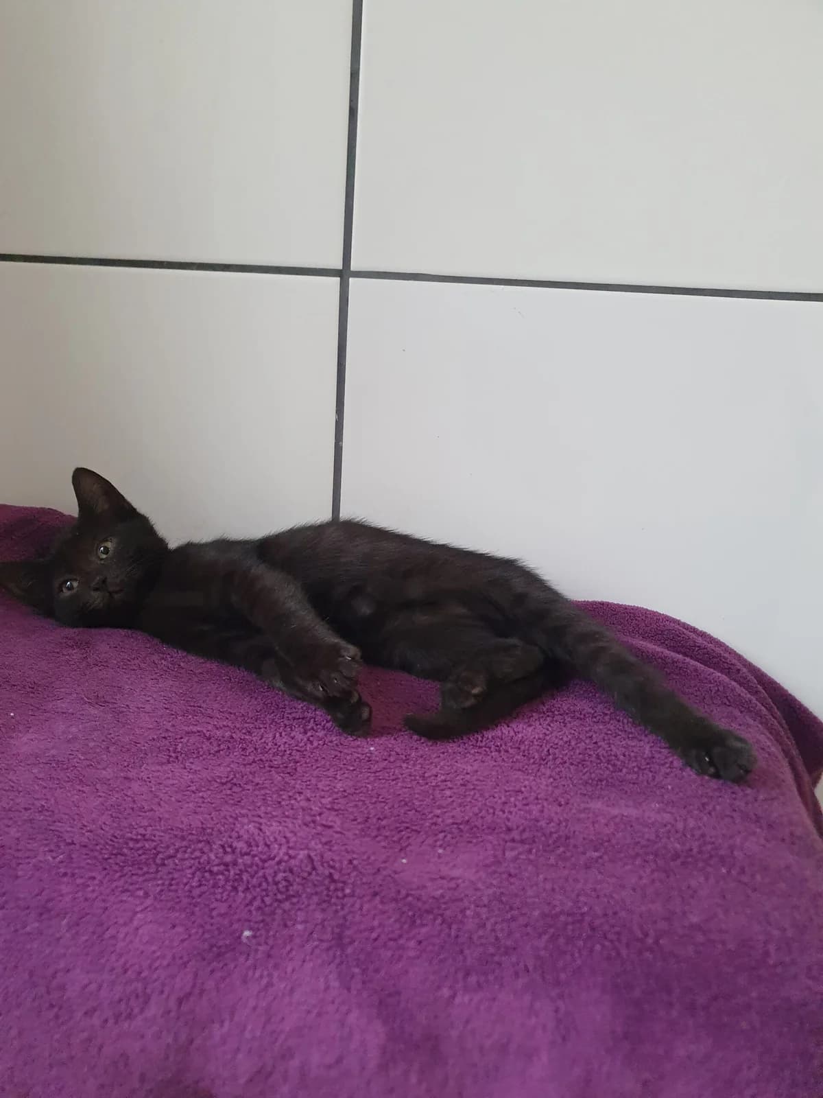 Owen, male young European Shorthair for adoption at Tierheim u. Tierschutzverein Kreis Ahrweiler e.V. / Tierheim Remagen., Remagen