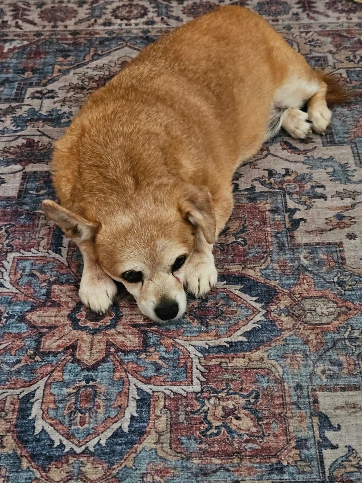 Tessi, female senior Mixed Breed for adoption at Tierheim u. Tierschutzverein Kreis Ahrweiler e.V. / Tierheim Remagen.