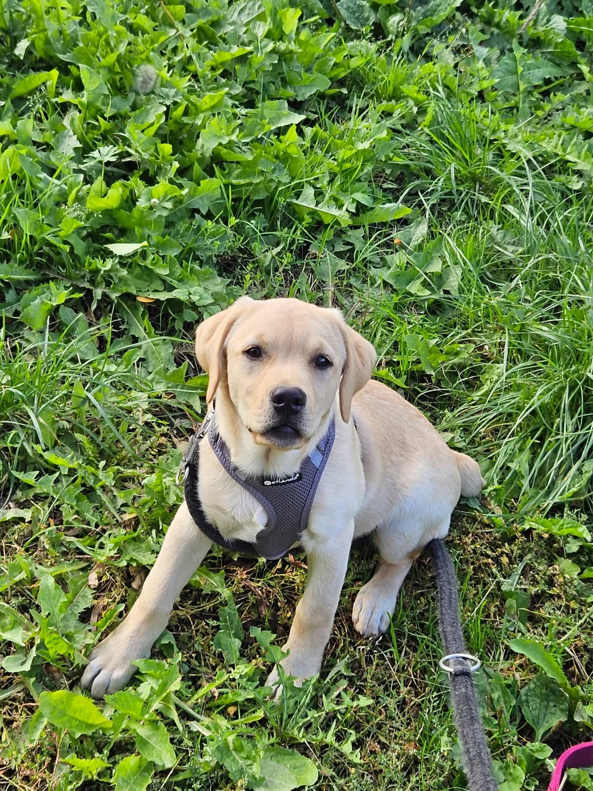 Labrador-Mix-Hündin, beige female young Labrador Retriever for adoption at Tierheim u. Tierschutzverein Kreis Ahrweiler e.V. / Tierheim Remagen.