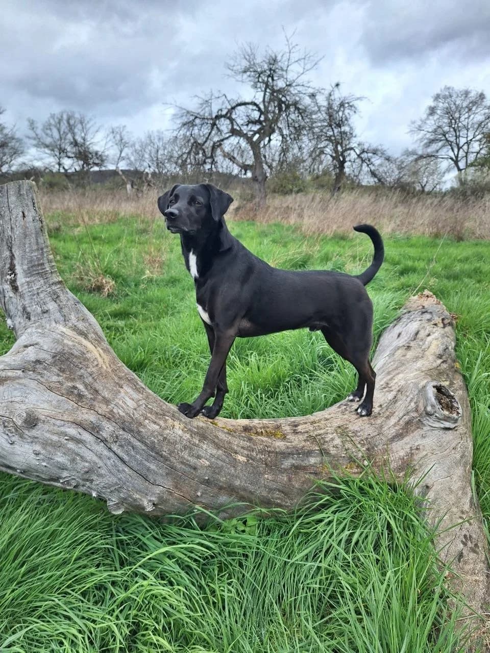 Pinot, male 5yo Mixed Breed for adoption at Tierheim u. Tierschutzverein Kreis Ahrweiler e.V. / Tierheim Remagen., Remagen