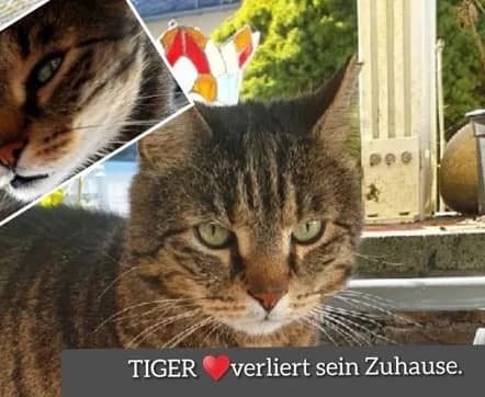 Tiger, male European Shorthair for adoption at Tierheim u. Tierschutzverein Kreis Ahrweiler e.V. / Tierheim Remagen., Remagen