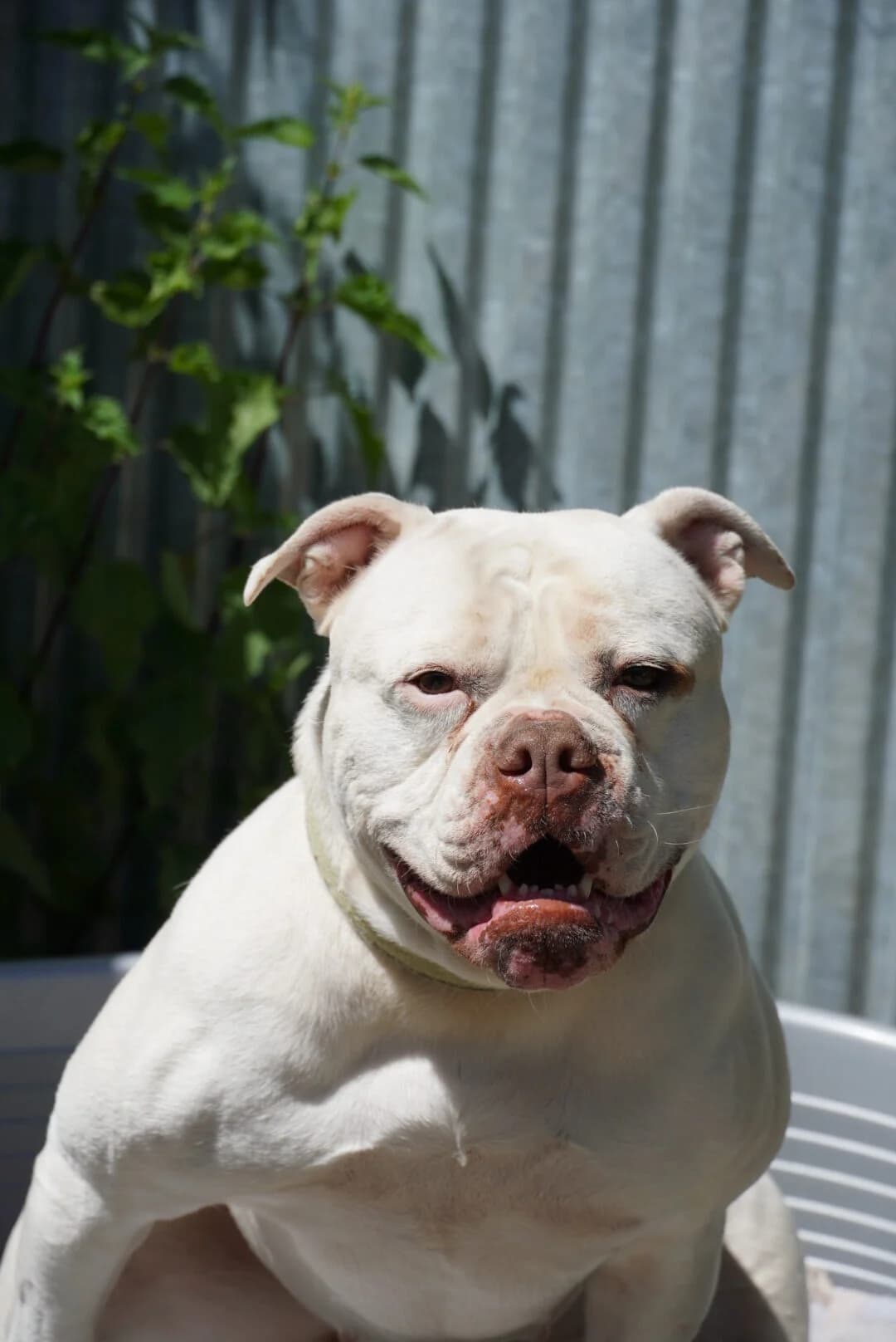 Molly, female 7yo English Bulldog for adoption at Tierheim u. Tierschutzverein Kreis Ahrweiler e.V. / Tierheim Remagen.