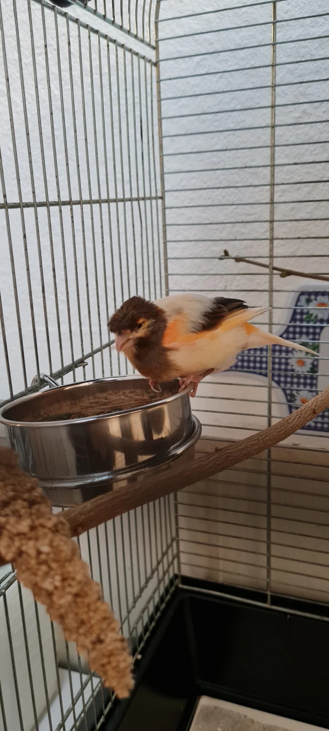Fundkanarienvogel aus Bad Neuenahr, young mixed breed for adoption at Tierheim u. Tierschutzverein Kreis Ahrweiler e.V. / Tierheim Remagen., Remagen