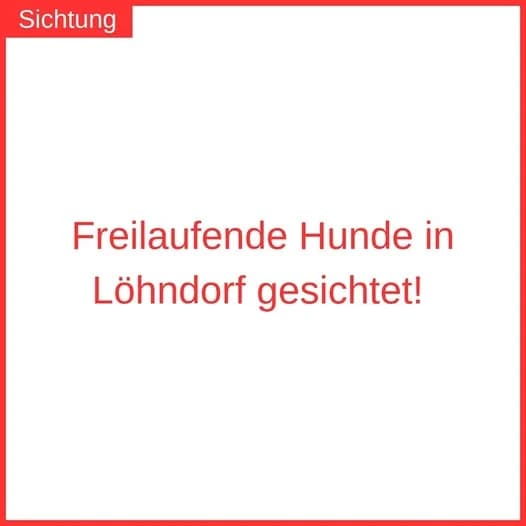 Zwei freilaufende Hunde in Löhndorf gesichtet, mixed breed for adoption at Tierheim u. Tierschutzverein Kreis Ahrweiler e.V. / Tierheim Remagen., Remagen