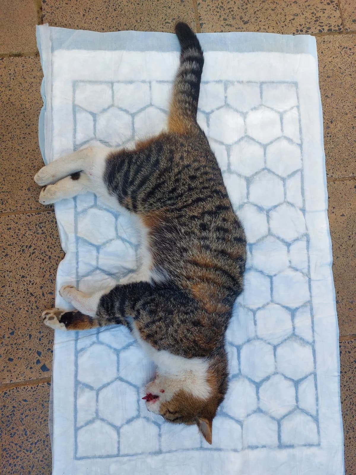 Toter Fundkater aus Wachtberg Arzdorf, male European Shorthair for adoption at Tierheim u. Tierschutzverein Kreis Ahrweiler e.V. / Tierheim Remagen., Remagen