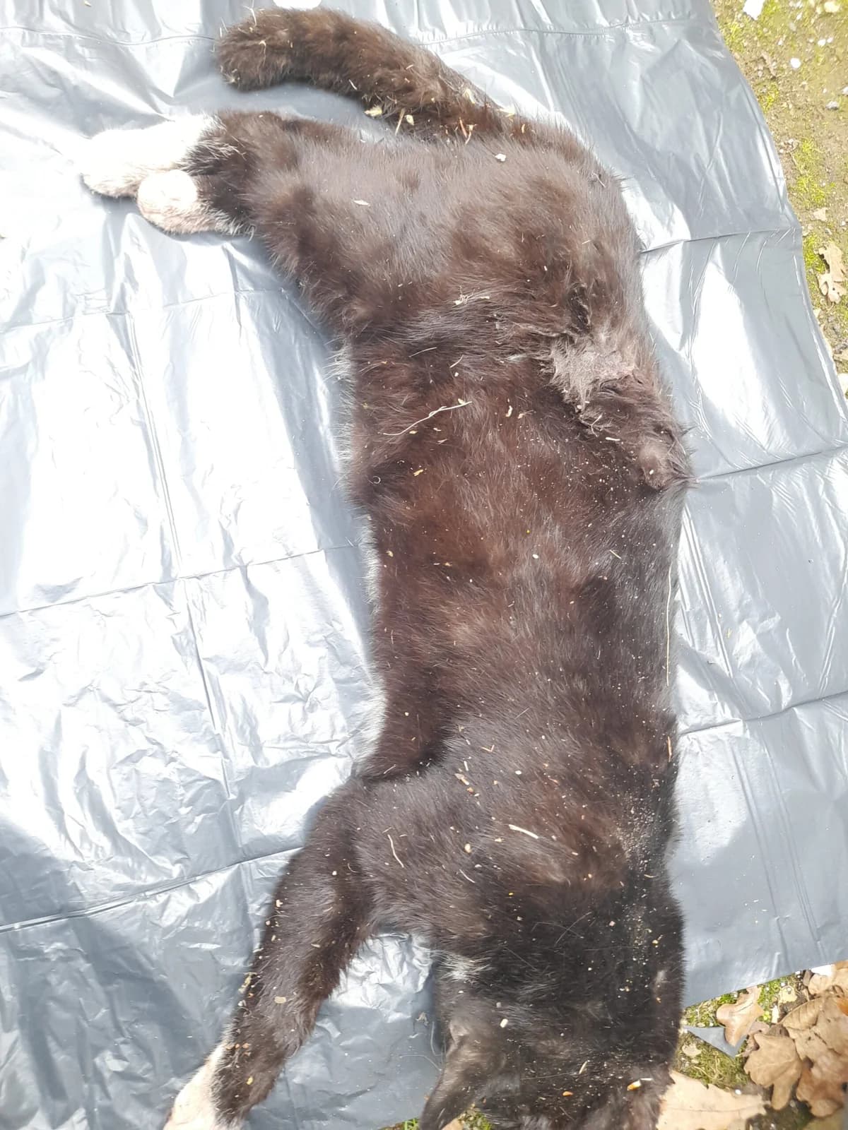 Toter Fundkater aus Sinzig/B9, male young European Shorthair for adoption at Tierheim u. Tierschutzverein Kreis Ahrweiler e.V. / Tierheim Remagen., Remagen