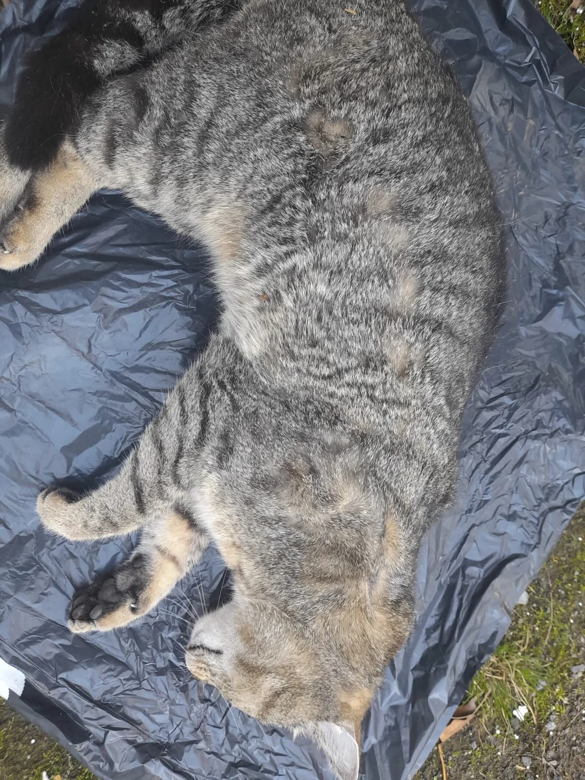 Toter Fundkater aus Wachtberg, male young European Shorthair for adoption at Tierheim u. Tierschutzverein Kreis Ahrweiler e.V. / Tierheim Remagen., Remagen