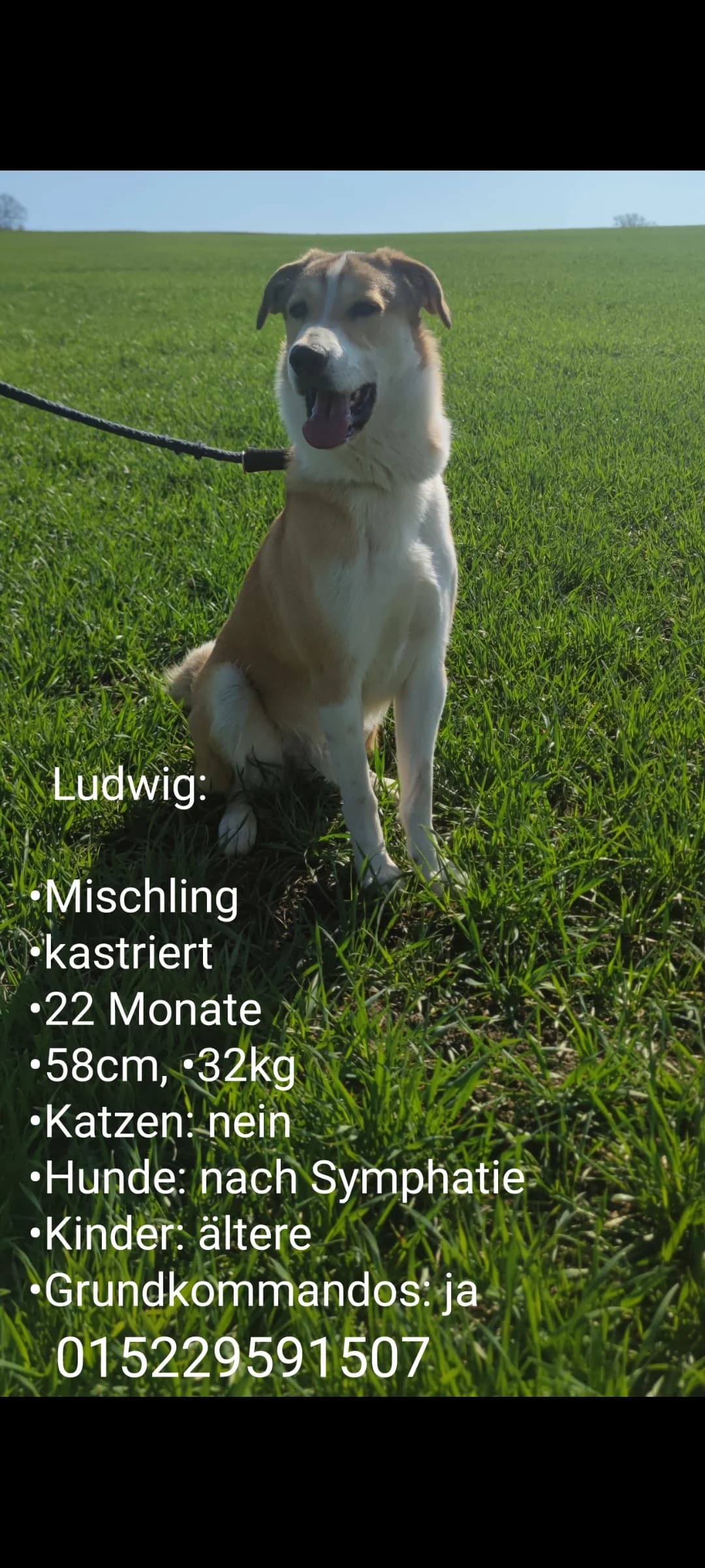 Ludwig, male young Mixed Breed for adoption at Tierheim u. Tierschutzverein Kreis Ahrweiler e.V. / Tierheim Remagen., Remagen