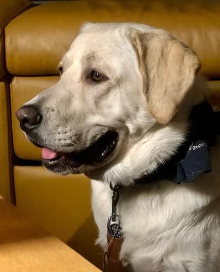 Marlon, male young Labrador Retriever for adoption at Tierheim u. Tierschutzverein Kreis Ahrweiler e.V. / Tierheim Remagen.