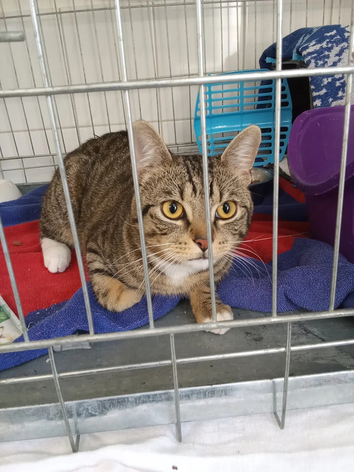 Fundkater aus Rolandseck, male young European Shorthair for adoption at Tierheim u. Tierschutzverein Kreis Ahrweiler e.V. / Tierheim Remagen., Remagen