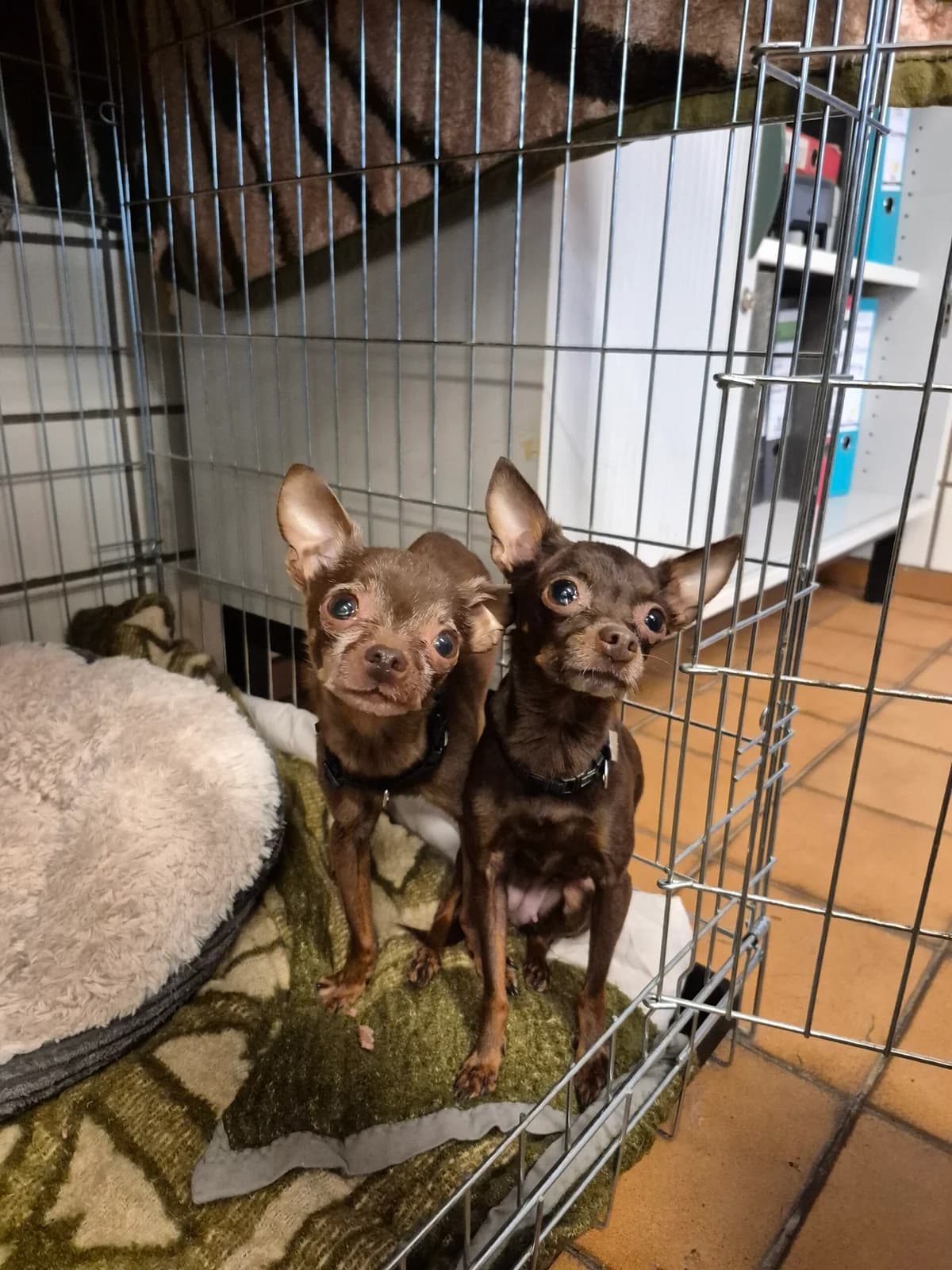 Fundhunde aus Remagen, young Chihuahua for adoption at Tierheim u. Tierschutzverein Kreis Ahrweiler e.V. / Tierheim Remagen.