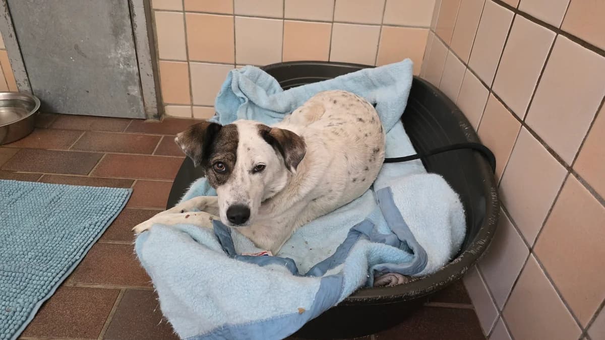 Fundhund Wassenach, male Mixed Breed for adoption at Tierheim u. Tierschutzverein Kreis Ahrweiler e.V. / Tierheim Remagen., Remagen