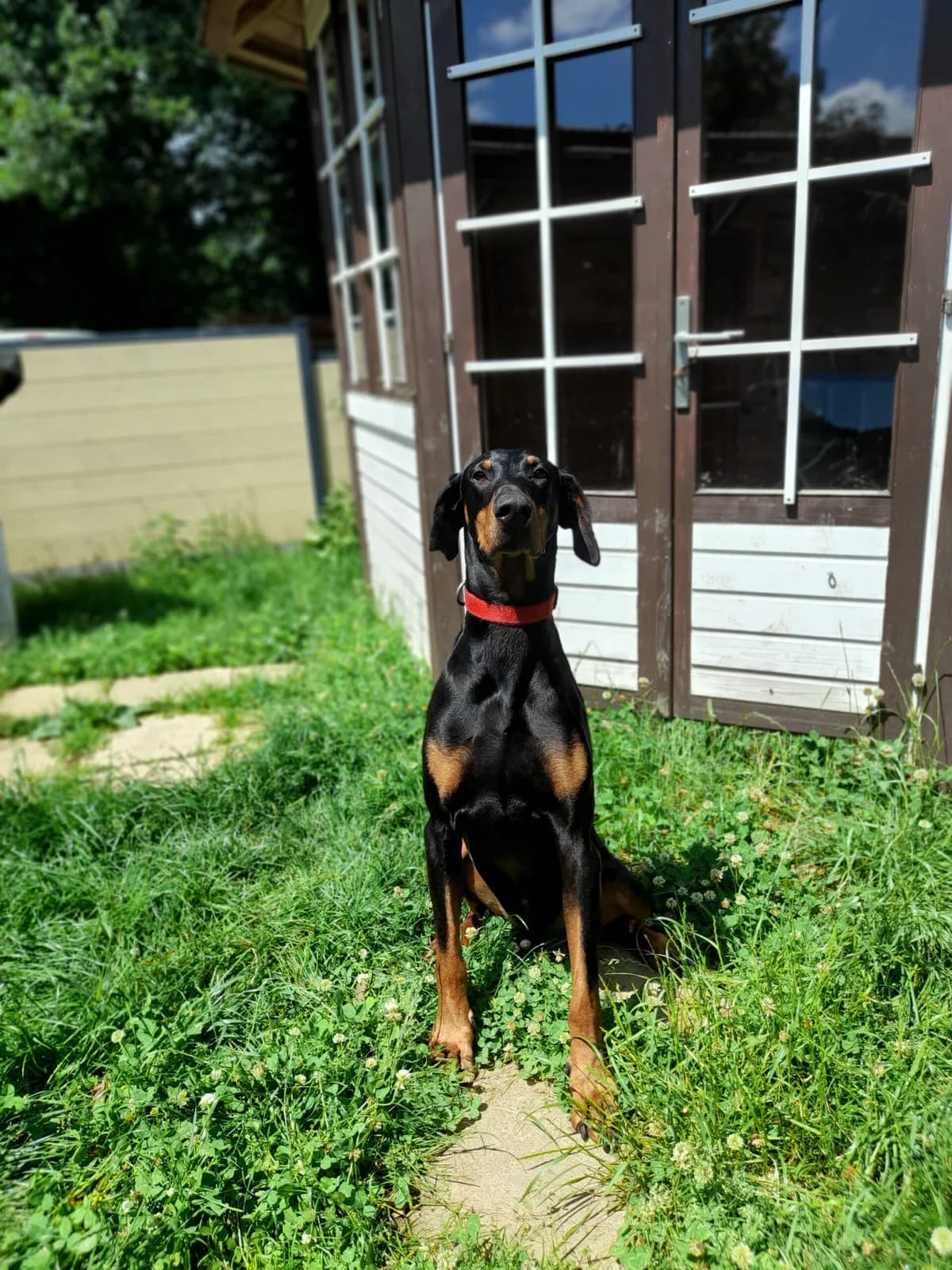 Lennox, male senior Doberman for adoption at Tierheim u. Tierschutzverein Kreis Ahrweiler e.V. / Tierheim Remagen.