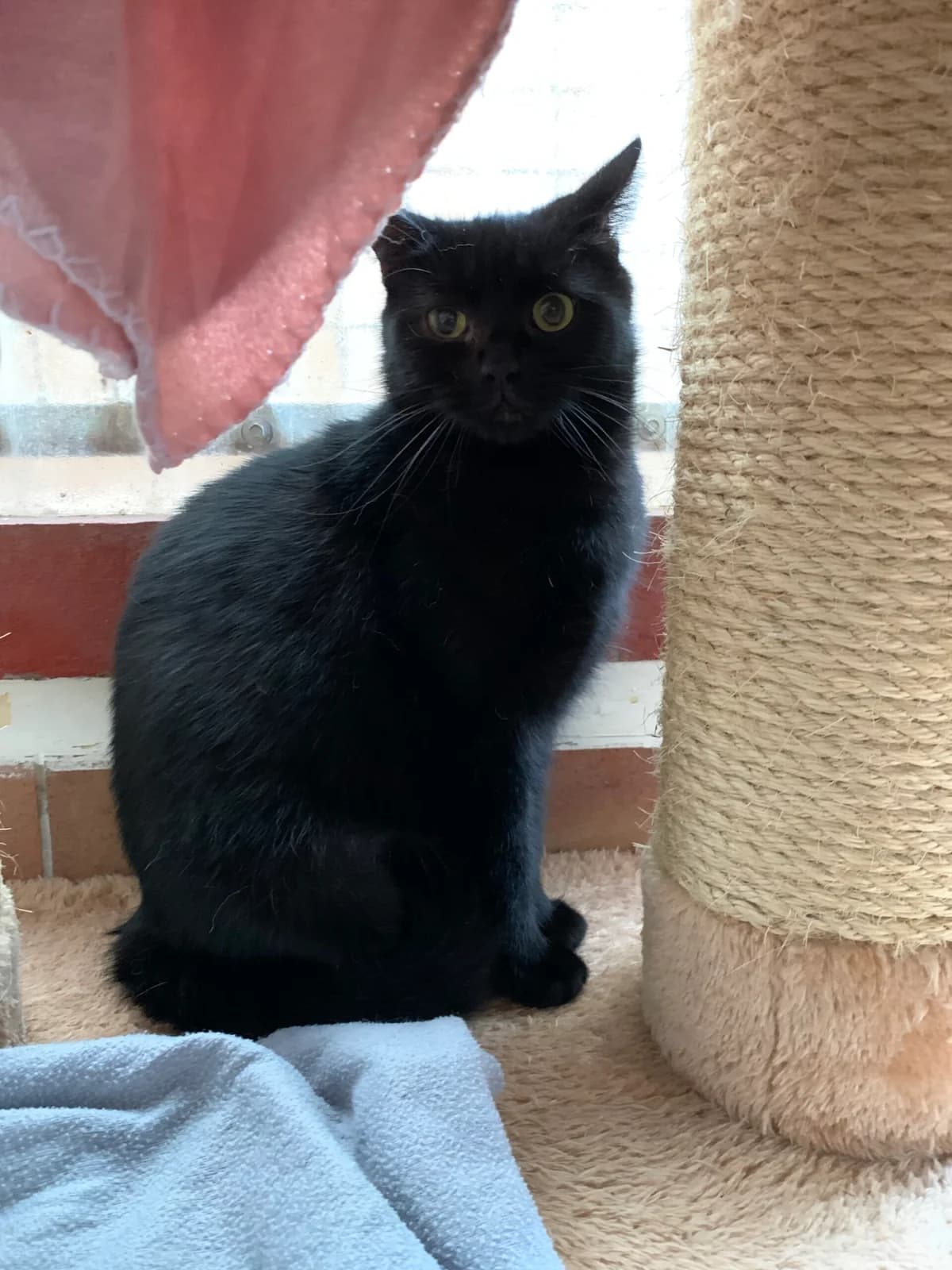 Envy, male young British Shorthair for adoption at Tierheim u. Tierschutzverein Kreis Ahrweiler e.V. / Tierheim Remagen.