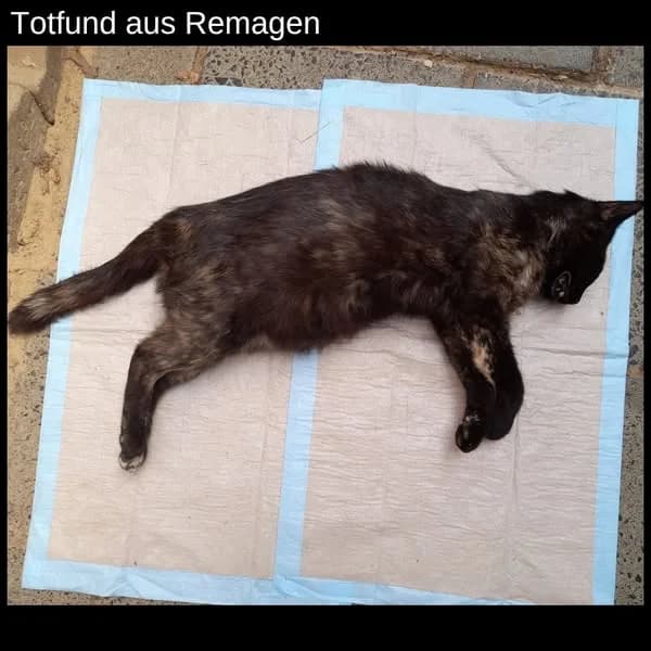 Totfund aus Remagen, female young European Shorthair for adoption at Tierheim u. Tierschutzverein Kreis Ahrweiler e.V. / Tierheim Remagen., Remagen