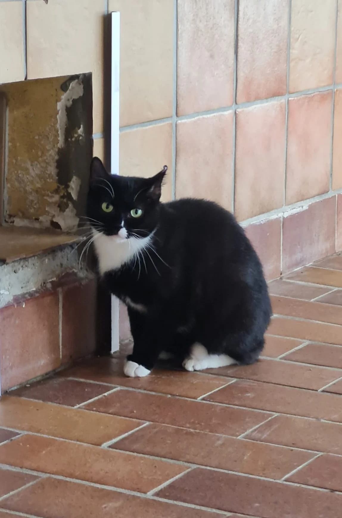 Juno, female 7yo European Shorthair for adoption at Tierheim u. Tierschutzverein Kreis Ahrweiler e.V. / Tierheim Remagen., Remagen