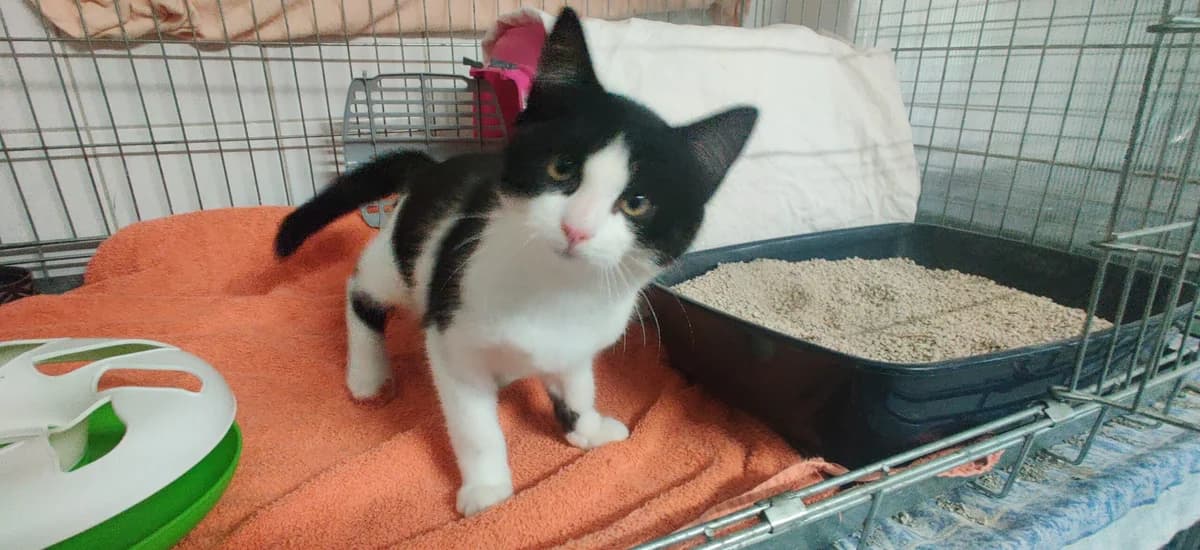 Fundkitten aus Sinzig, male European Shorthair for adoption at Tierheim u. Tierschutzverein Kreis Ahrweiler e.V. / Tierheim Remagen., Remagen