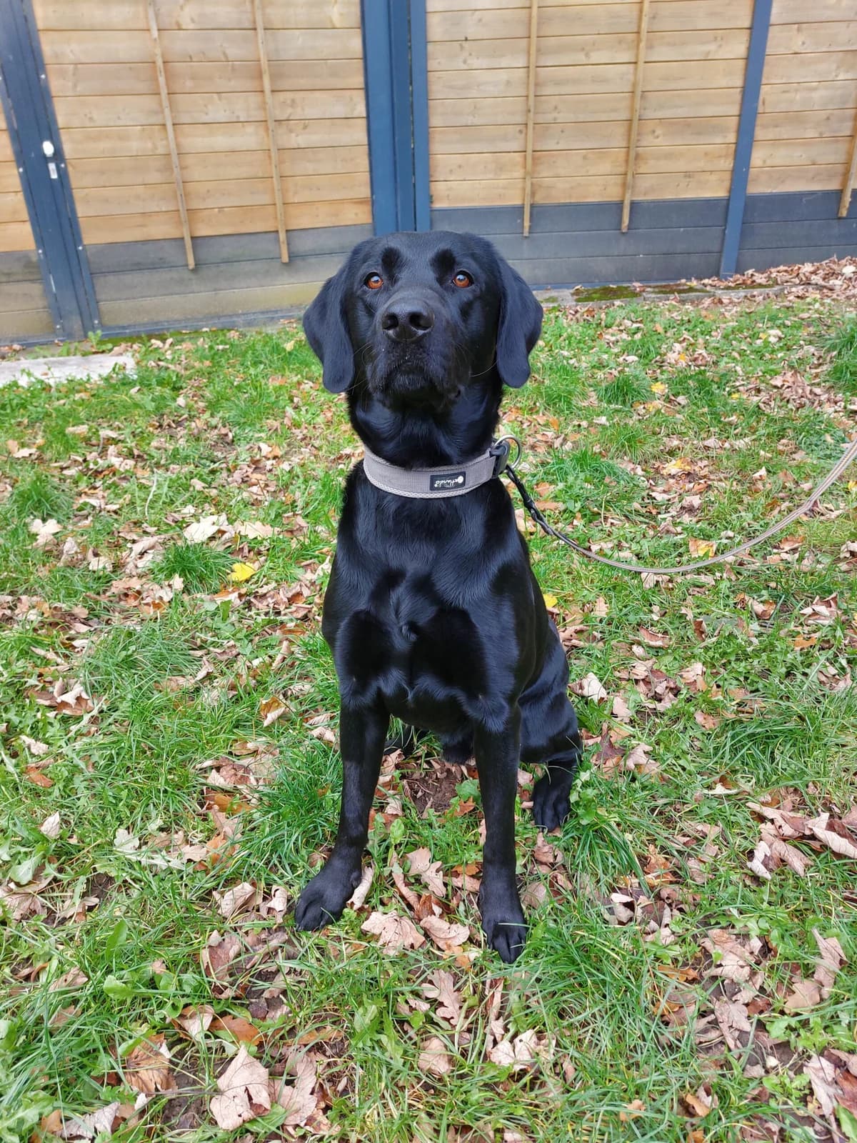 Vader, male 4yo Labrador Retriever for adoption at Tierheim u. Tierschutzverein Kreis Ahrweiler e.V. / Tierheim Remagen.